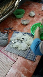 bird nests cleaning 3