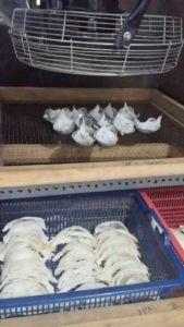 bird nests cleaning 11