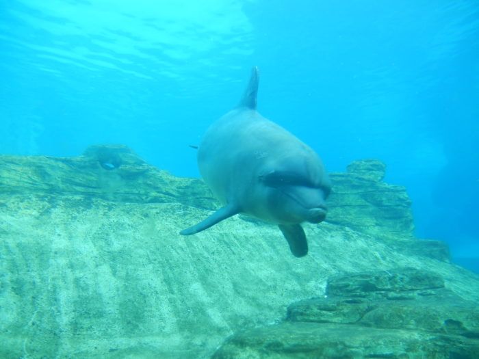 Dolphin at Sentosa
